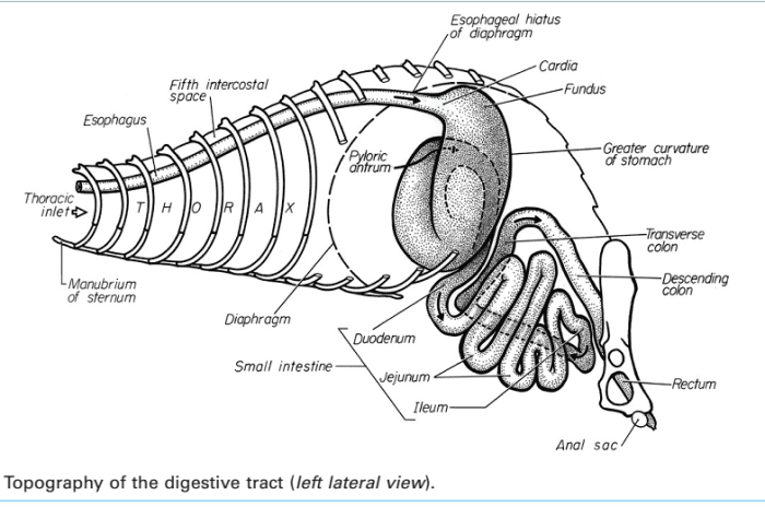 a-хорьки-желудок-анатомия