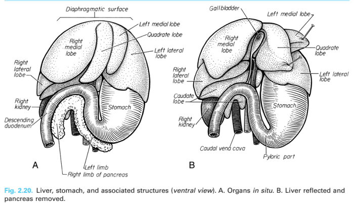a-хорьки-желудок-анатомия