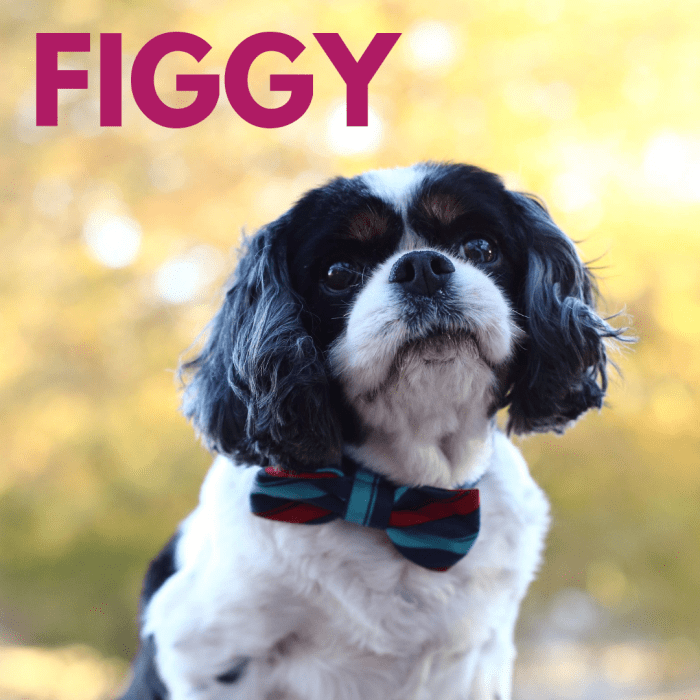 200+ Delicious Food Names for Dogs (and Foodies) PetHelpful