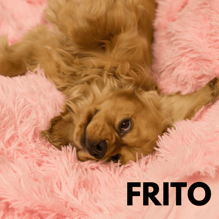 200+ Delicious Food Names for Dogs (and Foodies) PetHelpful