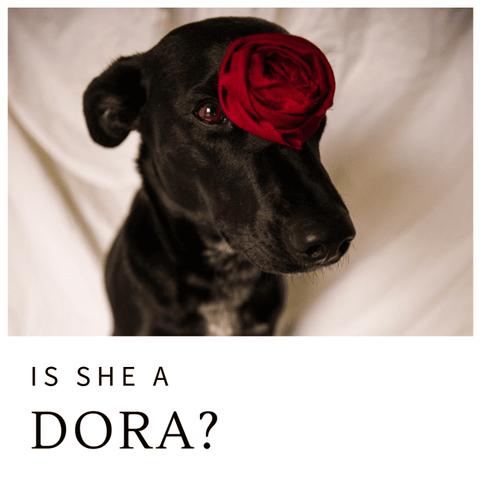 Some flower-inspired names are more suitable for male dogs, while others would make more sense for female dogs.