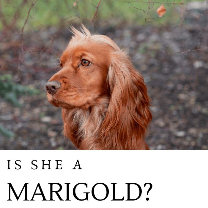 150+ Beautiful and Flower Names for Dogs PetHelpful