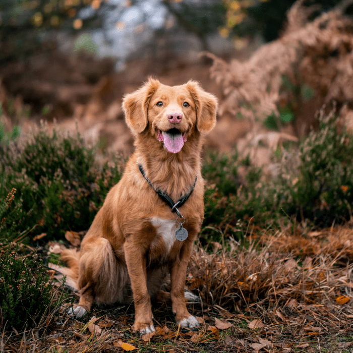 Why Shock/eCollars Are Bad for Dogs PetHelpful