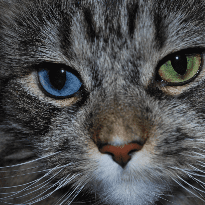 150+ Names for Cats With Different Colored Eyes (Heterochromia