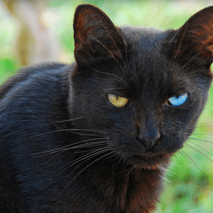 150+ Names for Cats With Different Colored Eyes (Heterochromia