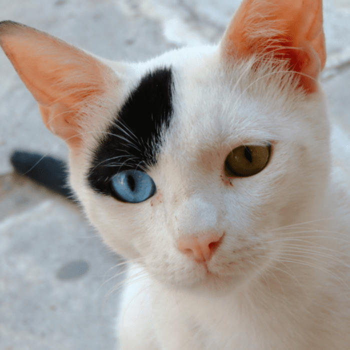 150-names-for-cats-with-different-colored-eyes-heterochromia