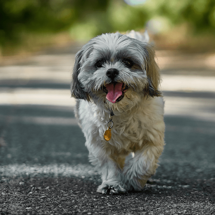 What to Do With a Stray Dog - PetHelpful