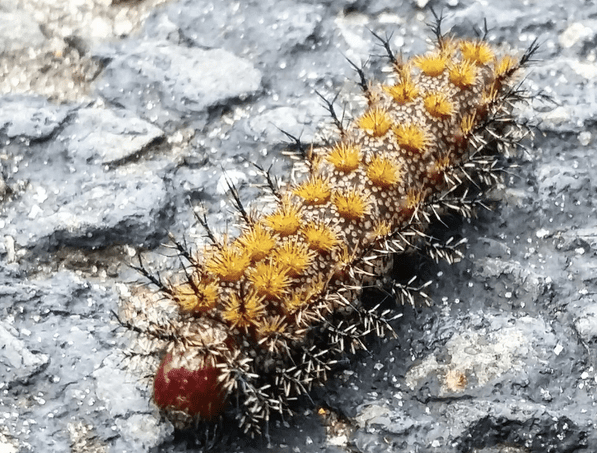 The Buck Moth Caterpillar, Genus Hemileuca: The rosette spines of the buck moth caterpillar could give your dog or cat a nasty sting