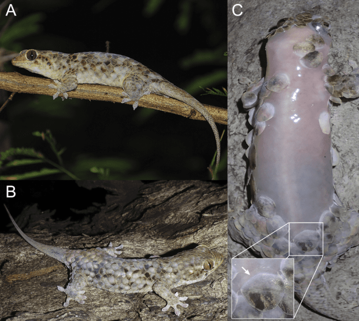 A и B — два экземпляра до того, как они сбросили кожу.  C показывает геккона позже.