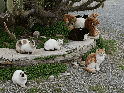 Feral cats seeking warmth by body heat between them. Please provide shelter to keep cats out of the cold.