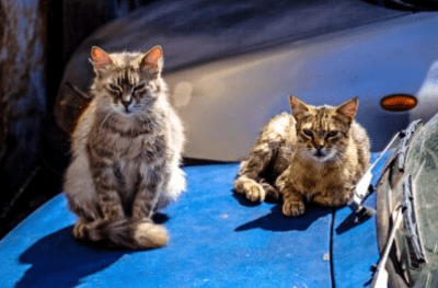 Make sure to provide shelter for feral cats because you might find them hiding in your engine or tire wells and this could be deadly!
