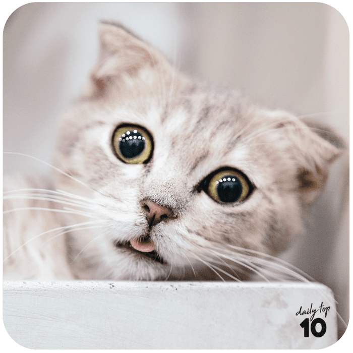 top-10-las-fotos-de-gatos-mas-bonitos-de-todos-los-tiempos