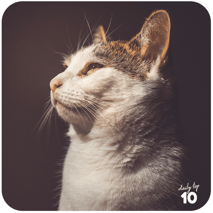 top-10-las-fotos-de-gatos-mas-bonitos-de-todos-los-tiempos
