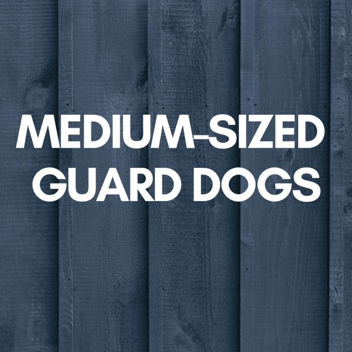 8 Awesome Guard Dog Breeds That Do Not Shed Much PetHelpful
