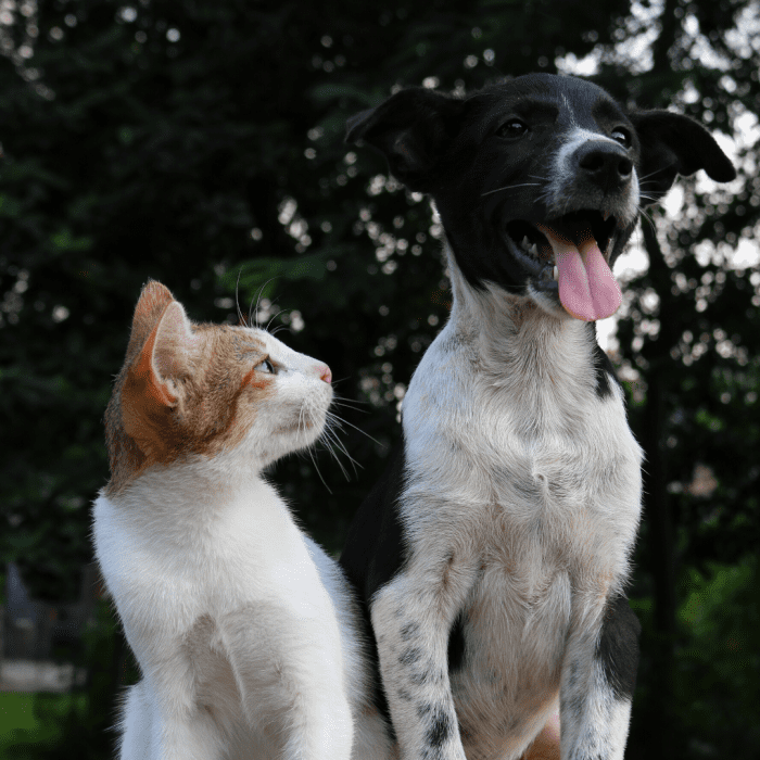 A dog's temperament rather than breed is one of the biggest deciding factors of whether it will get along with cats and small animals.