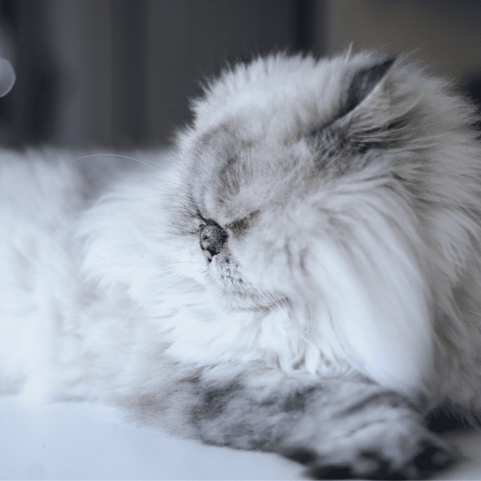 5 Reasons Why Your Cat Will Bite You and How to Stop It PetHelpful