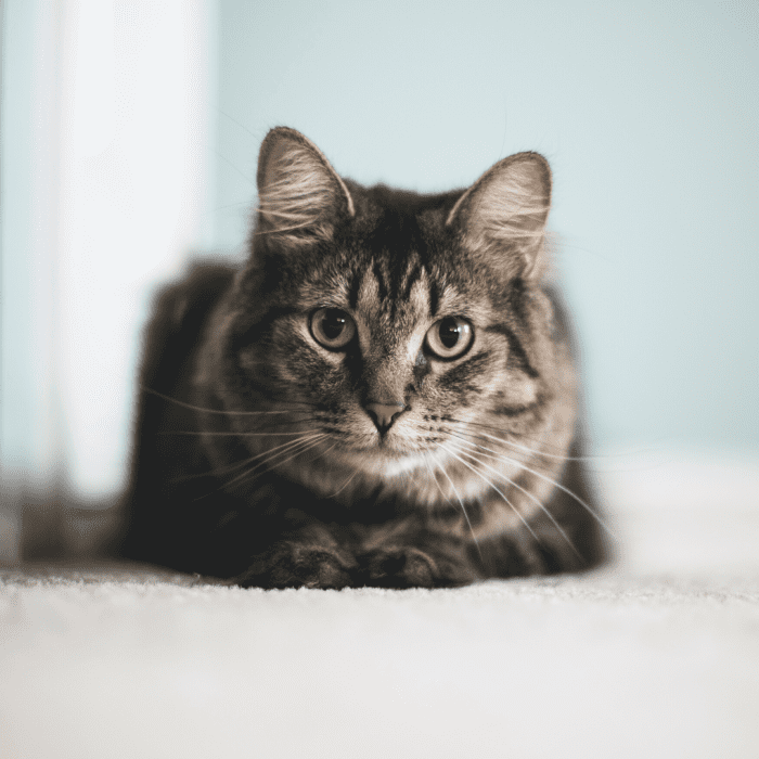 5 Reasons Why Your Cat Will Bite You and How to Stop It PetHelpful