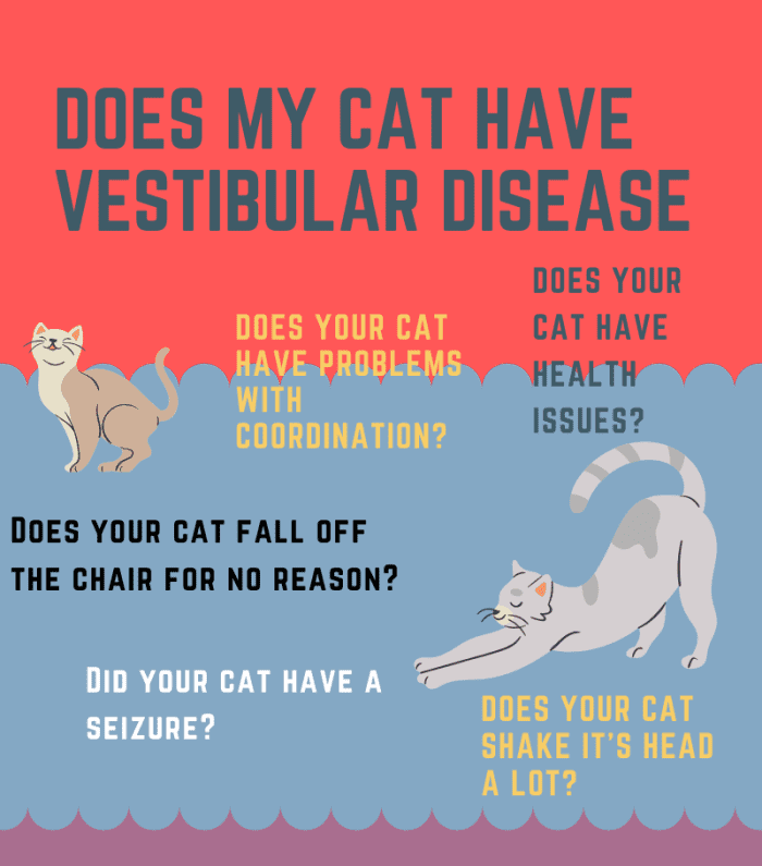 Symptoms and Treatment for Vestibular Disease in Cats - PetHelpful