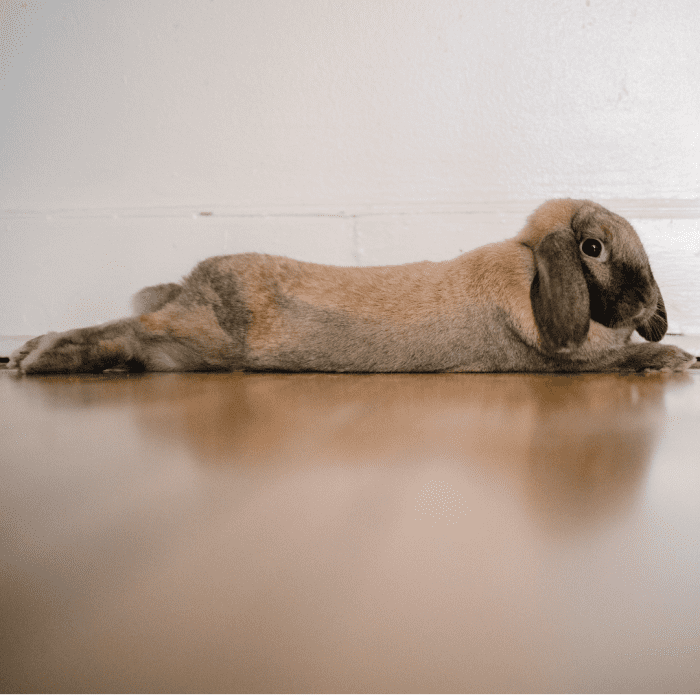  Posture détendue dans un lapin.