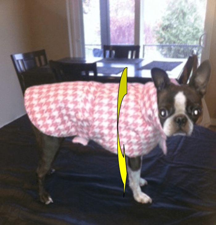 Boston terrier dogs typically have deep chest cavities. This helps them take in large amounts of oxygen for the fast bursts of speed they are known for when they "Zoom."