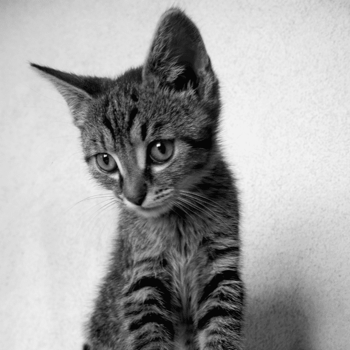 How to Choose a Cat 8 Tips for Finding the Right One for You PetHelpful