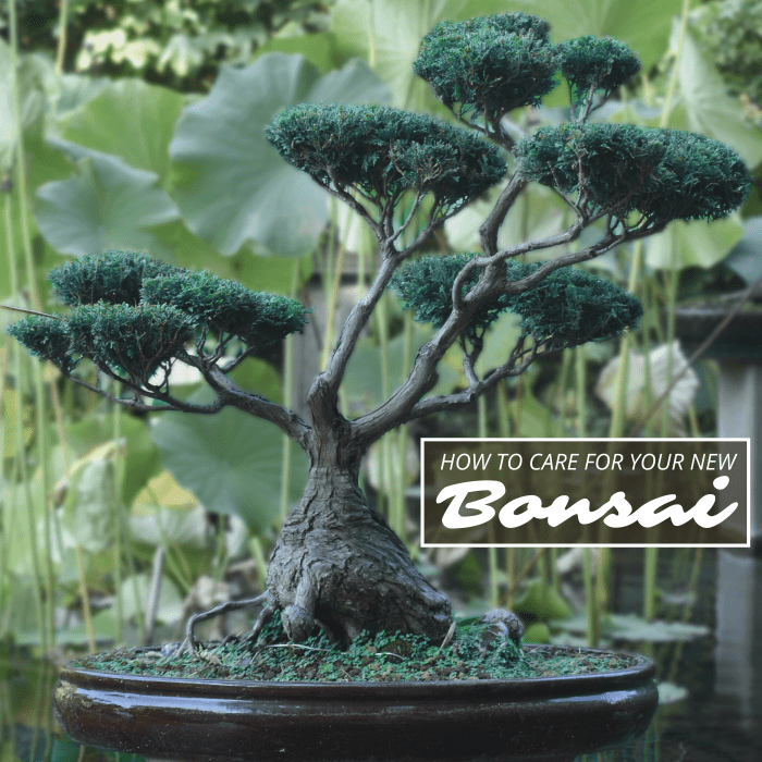 Bonsai trees grow slowly and require a lot of care, but proper maintenance can yield breathtaking results.