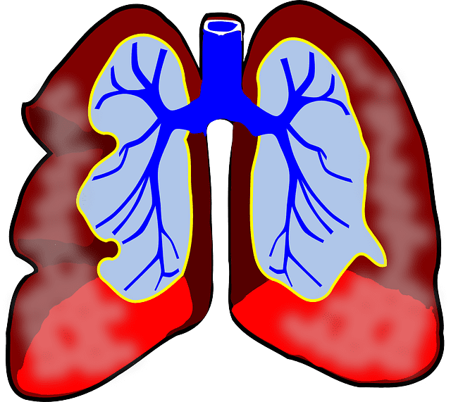 These are the lungs. The diaphragm rests right below the lungs. Expansion is needed upon inhalation to fill the lungs with adequate amounts of air.