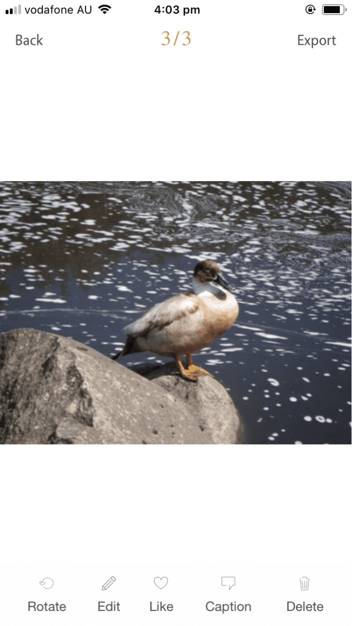 Which Photo Captioning Software Is the Best? TurboFuture