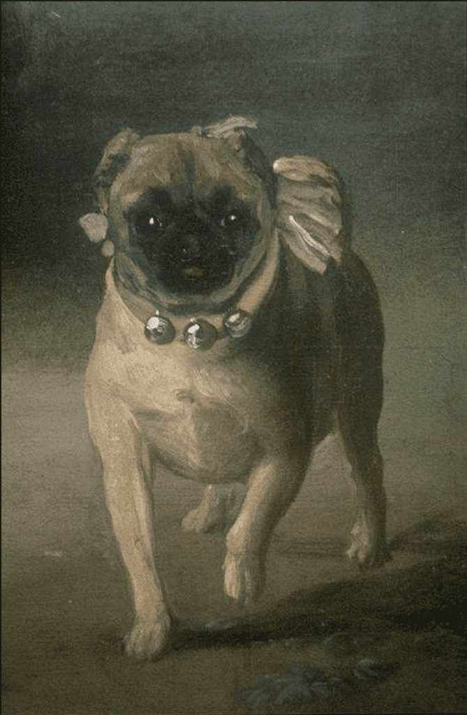 Close-up of the Pug in de Goya's "The Marquesa de Pontejos"