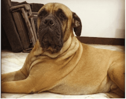 screenshot of my adorable bullmastiff! shift + command +4 brings the crosshairs. just adjust and let go.