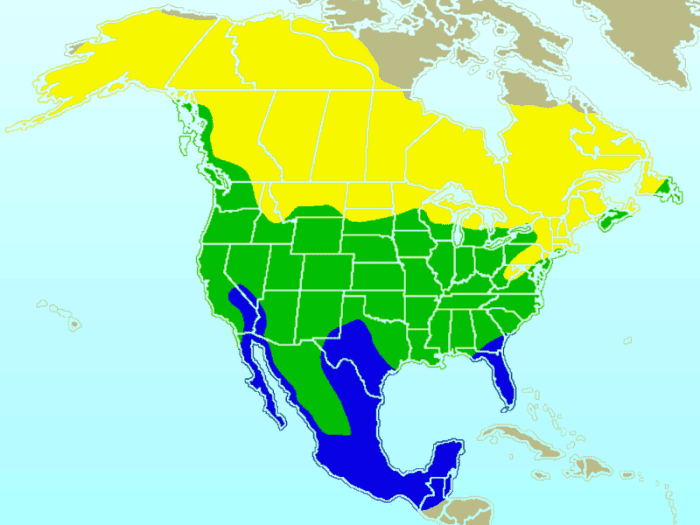 Approximate range of the American Robin (yellow = summer range, blue = winter range, green = year-round range)
