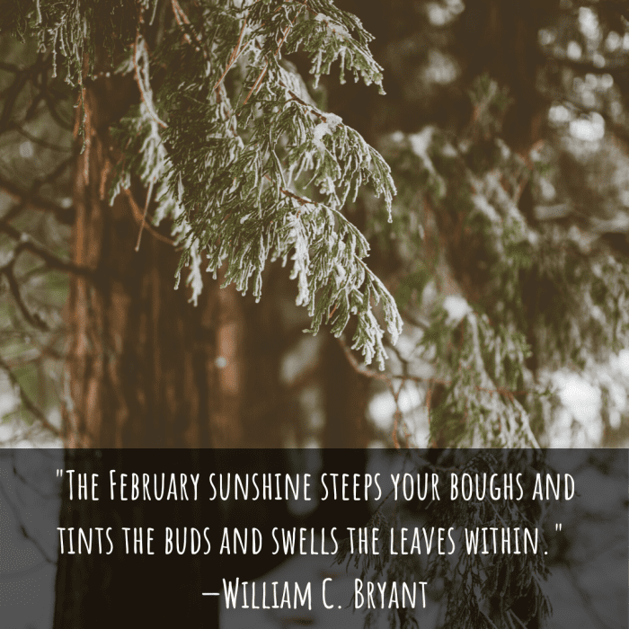 "The February sunshine steeps your boughs and tints the buds and swells the leaves within." —William C. Bryant