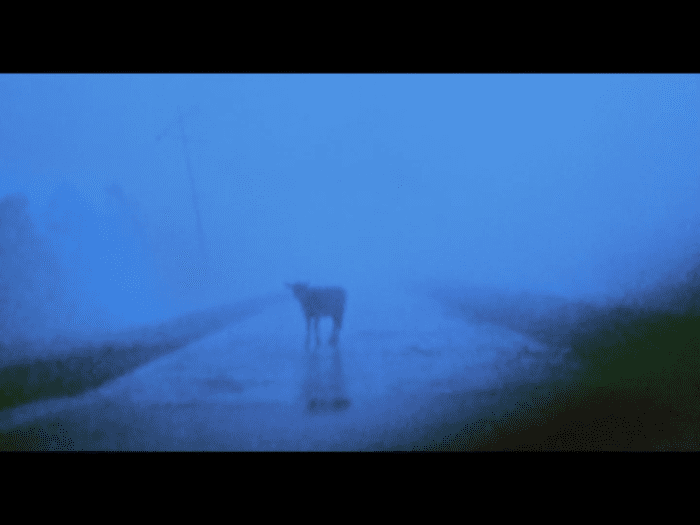The montage also features a shot of a vehicle approaching a calf standing in the middle of the road.