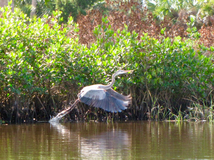 Florida Kayaking: Werner-Boyce Salt Springs State Park - WanderWisdom