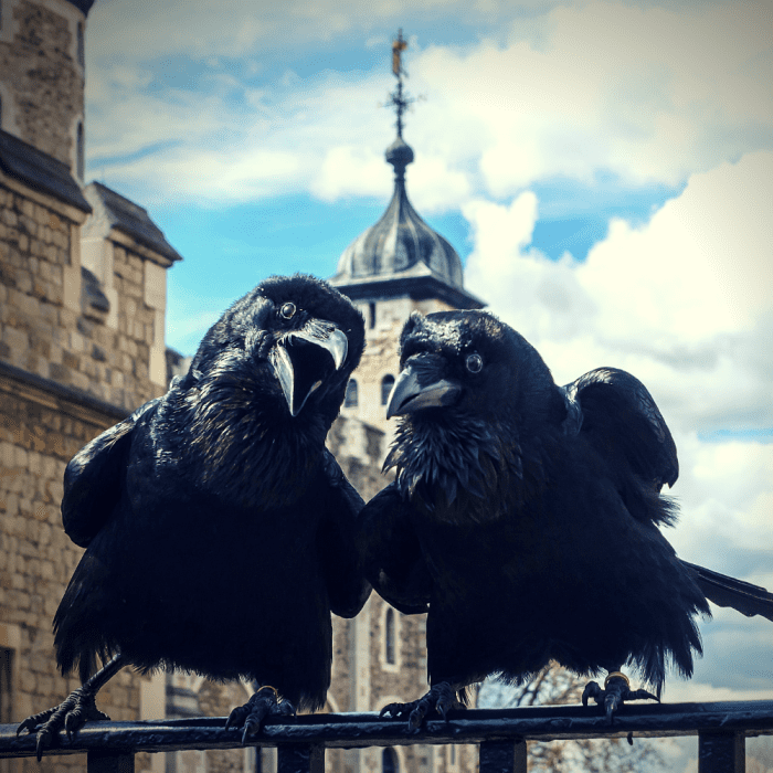 Ravens are not always bad luck. People are so superstitious about the lucky ravens in the Tower of London that they clip the birds' wings to make sure they never leave.