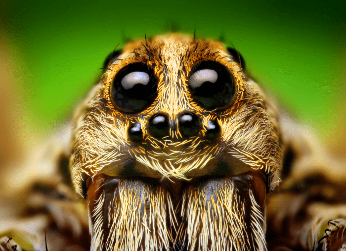 Spiders have four pairs of eyes, which is why spider sight is called "visionary."