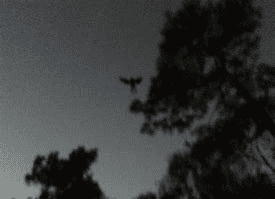 The nightmare for Point Pleasant began in November of 1966 with the appearance of a bird-like creature who some considered a messenger of doom.