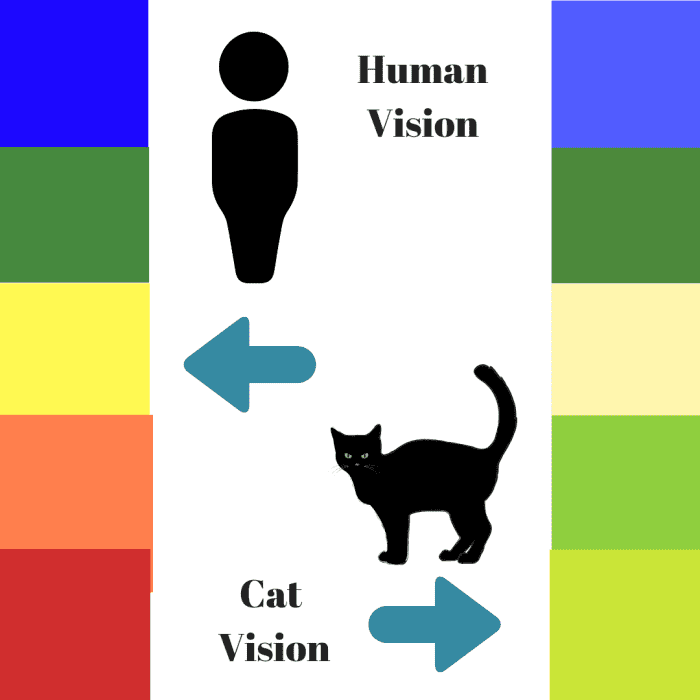 can-cats-see-spirits-how-to-tell-if-your-cat-sees-a-ghost-2022