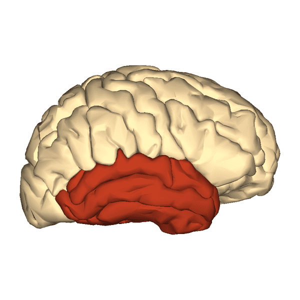 The temporal lobe of the brain - when stimulated with electricity, doppelganger-like sensations were felt.