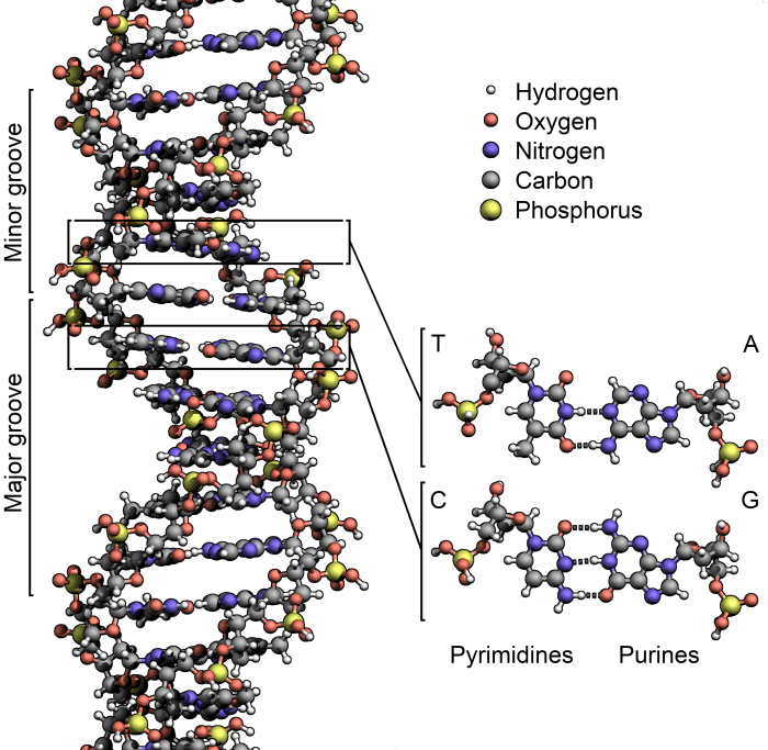 DNA was first identified in the late 1860s by Swiss chemist Friedrich Miescher. How was DNA included in the Sumerian Bible thousands of years ago?