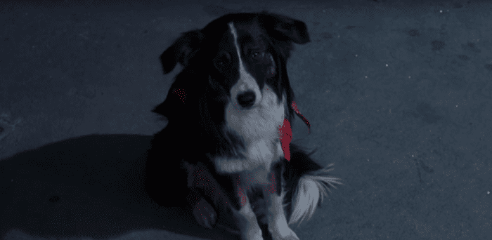 Toby is a companion and emotional support dog for the final girl, and he gets her out of trouble more than once in the movie.