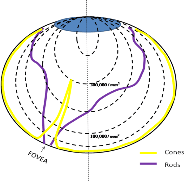Rod photoreceptor cells help you see better in low light conditions.