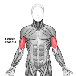 The biceps: the muscle group which contracts when you bend your arm. It's also the opposing muscle group to your triceps, and one of the muscles (over)exercised in P90X: Shoulders and Arms.