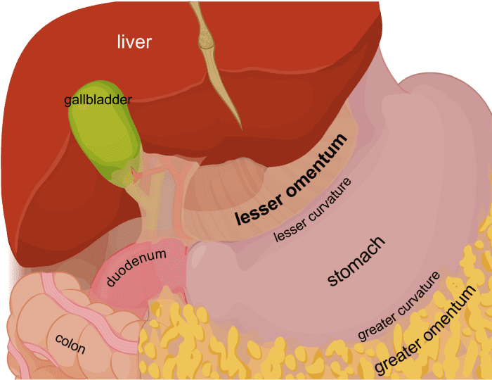 The Omentum and Abdominal Fat: Health Benefits and Problems - CalorieBee