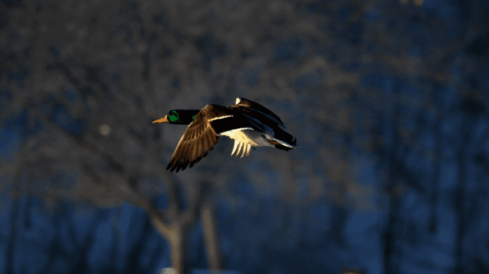 best duck hunting kayaks - skyaboveus - outdoors