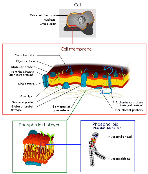 The cell membrane is a semipermeable lipid bilayer common to all living cells. It contains primarily proteins and lipids, which are involved in cellular processes.