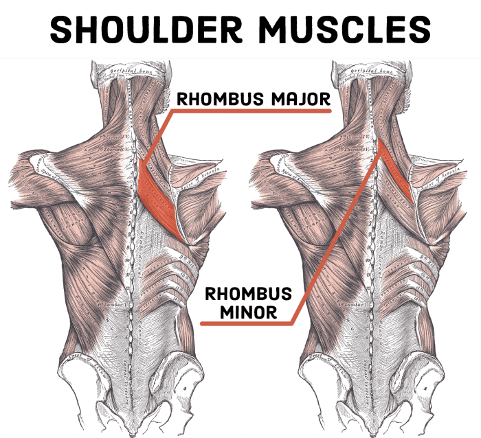 sore-shoulder-blade-treatment-5-stretches-caloriebee