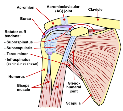 Developing the Deltoid Muscles: How to Get Big, Strong Shoulders ...