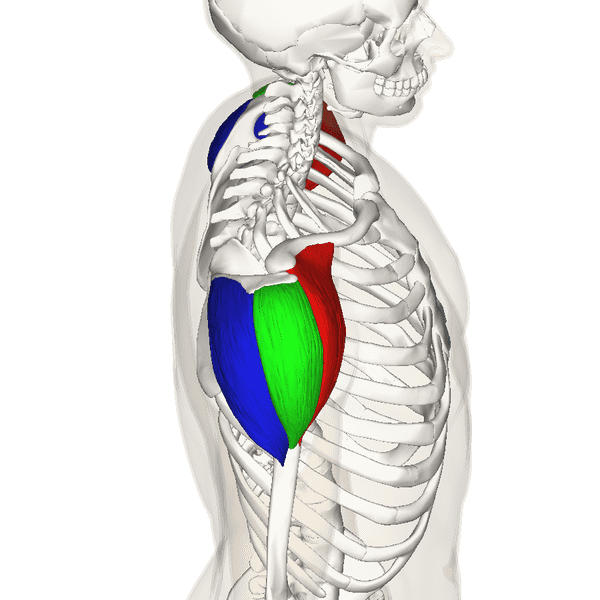 Diagram showing the three heads of the deltoid muscle. The posterior deltoid is blue, the lateral deltoid is green, and the anterior deltoid is red.