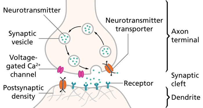 Vitamin C is needed in order to make certain neurotransmitters.